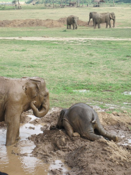 A baby elephant falls in the mud.