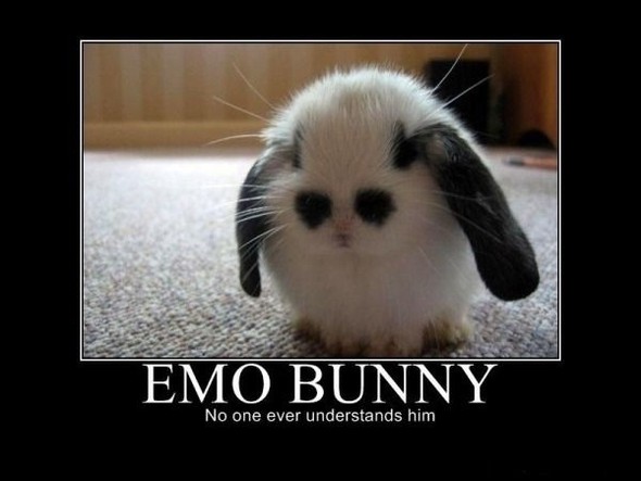 Emo bunny: No one ever understands him