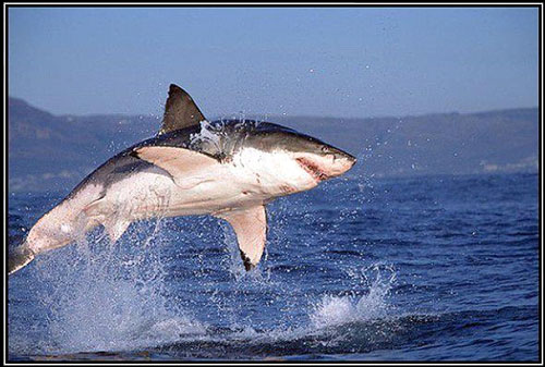 Flying sharks… we’re screwed