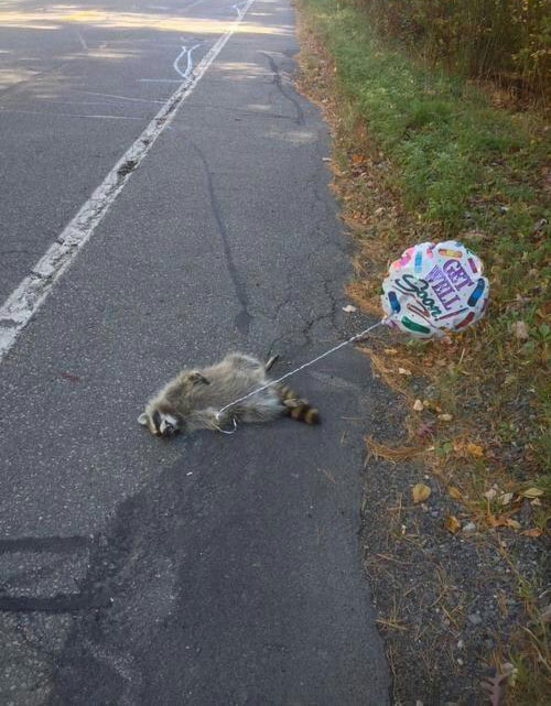 A raccoon lies dead on the road, holding a “get well soon” balloon