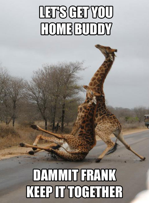 Two giraffe falling over