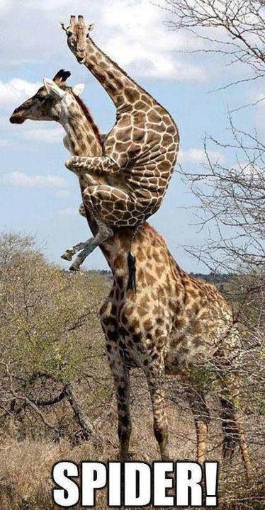 A giraffe spots a spider…