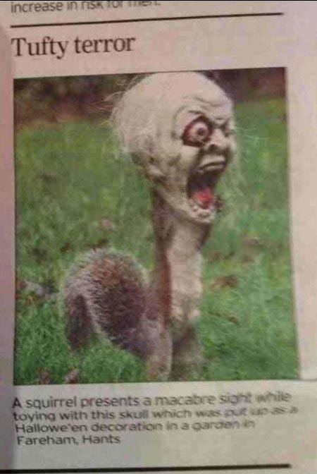 A squirrel presents a macabre sight while toying with this skull which was put up as a Halloween decoration in a garden in Fareham, Hants.