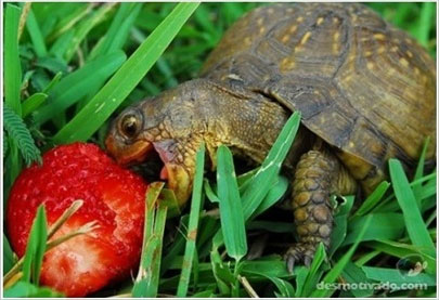 Happy turtle with strawberry