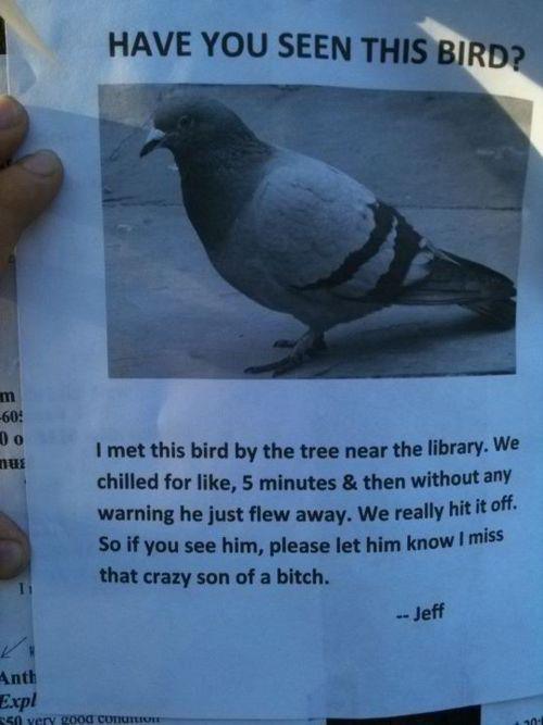 Have you seen this bird? I met this bird by the tree near the library. We chilled for like, 5 minutes, & then without any warning he just flew away. We really hit it off. So if you see him, please let him know I miss that crazy son of a bitch. -- Jeff.