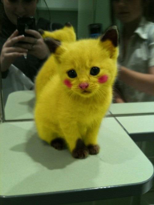 A yellow kitten.