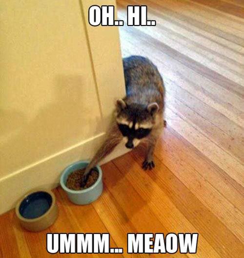 Oh… hi… Umm… meow?