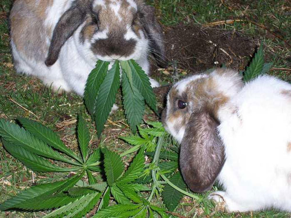 Two rabbits getting high on marijuana