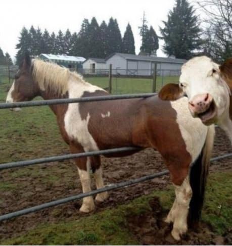 A horse stuck in a fence, being photobombed by a cow.