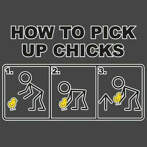 Instructional guide on how to pick up chicks