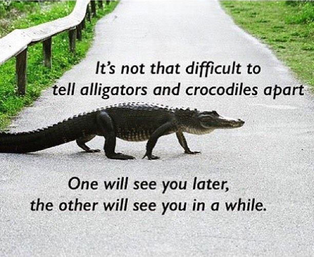 It’s not that difficult to tell alligators and crocodiles apart.  One will see you later, the other will see you in a while.