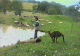 A kangaroo kicks an unsuspecting boy into a dam while an emu strolls past