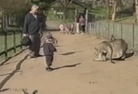 Another kangaroo kicks a small child.