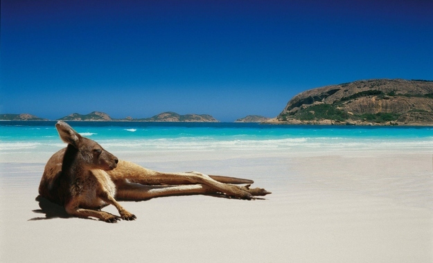 Kangaroos lounging on pristine beaches.