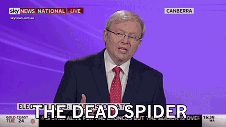The Dead Spider