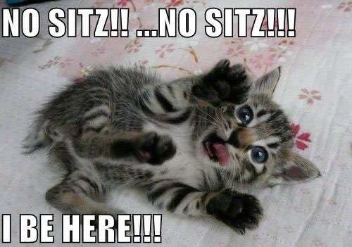 An alarmed kitten saying “No sitz! No sitz! I be here!”