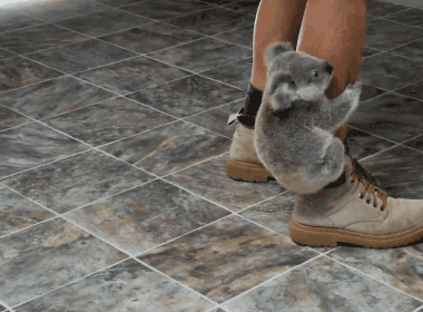 Koala Attack
