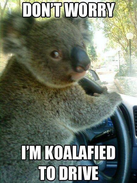 Don’t worry I’m Koalafied to drive