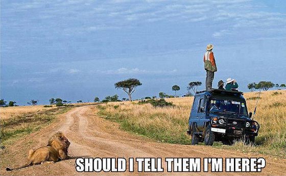 People on a safari in Africa looking the other way, while a lion is behind them, entitled “Should I tell them I’m here?”