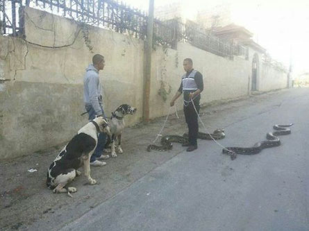 A man walking two long dogs meets a man walking two normal dogs…