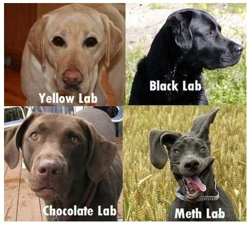 [Dogs] Yellow Lab, Black Lab, Chocolate Lab, Meth Lab!