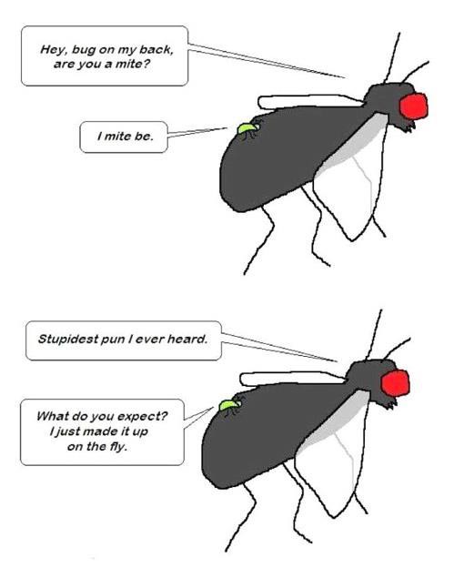 Hey, bug on my back, are you a mite? I mite be. Stupidest pun I ever heard. What do you expect? I just made it up on the fly.
