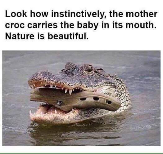 Look how instinctively the mother croc carries the baby in its mouth. Nature is beautiful.