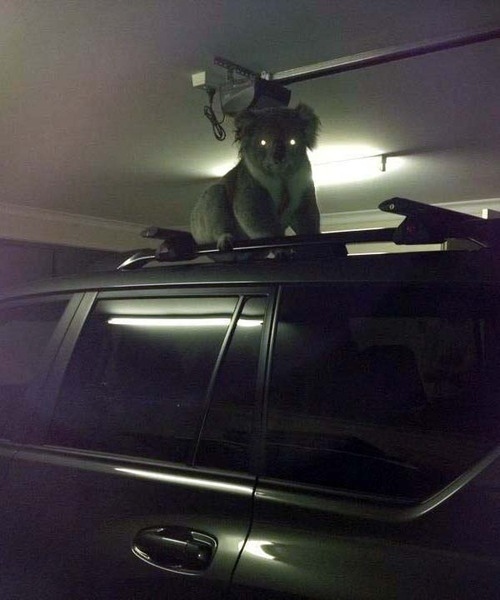 Nightmare koalas waiting for you in your garage, presumably to consume you.