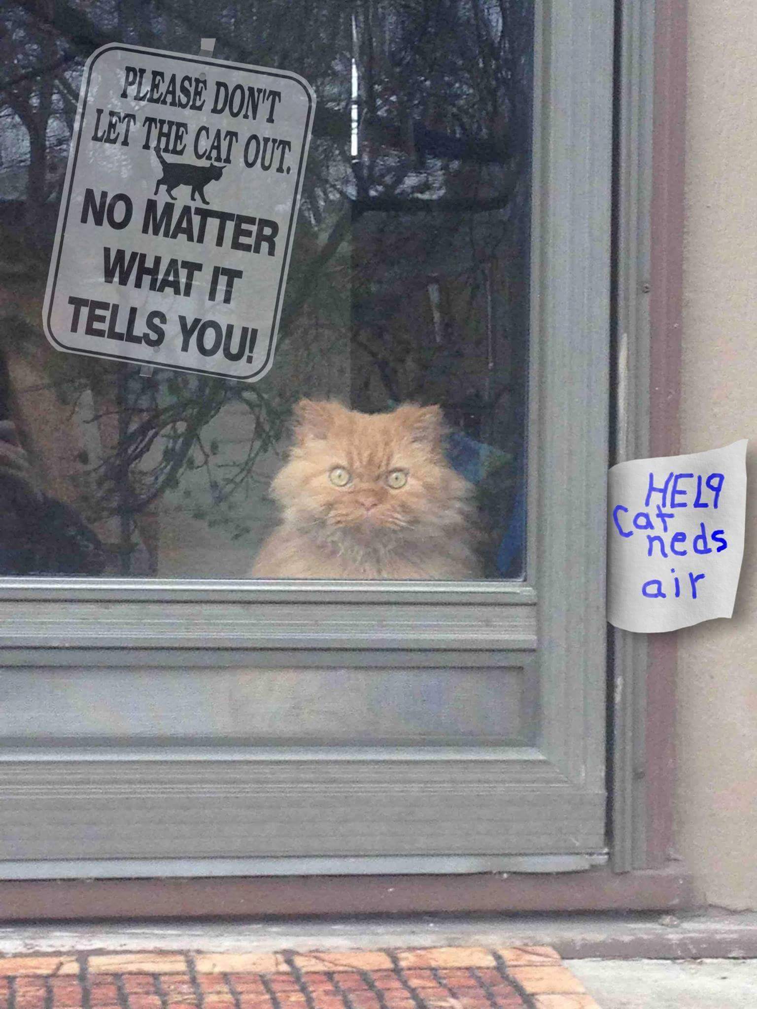 Please don’t let the cat out. No matter what it tells you!
