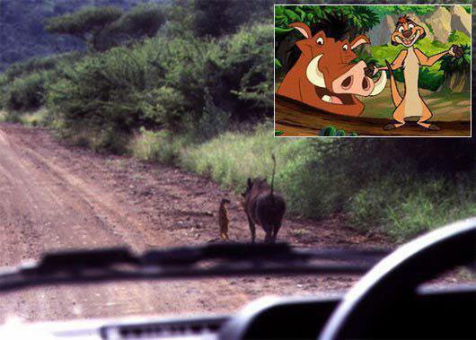 Pumbaa & Timon…