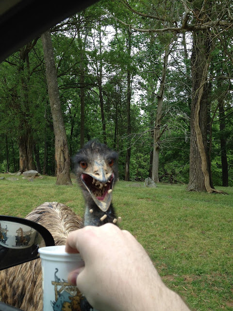 Visits from Australia's most majestic animal, the emu.