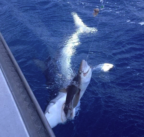 Fishermen using sharks as bait to catch even bigger sharks.