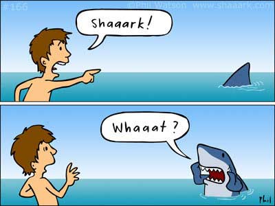 Shark! What?