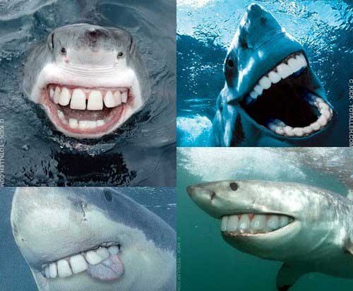 Sharks are a lot friendlier without pointy teeth
