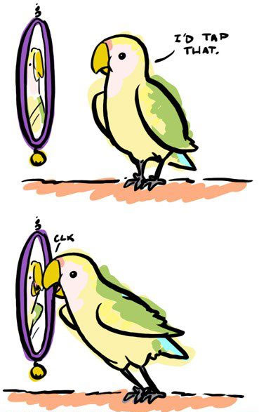 [Parrot to its reflection in a mirror] I’d tap that!