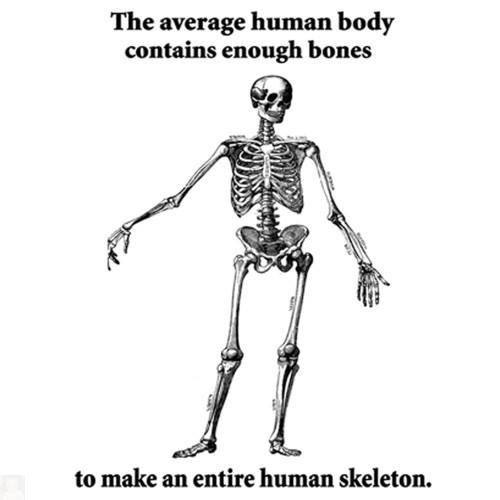 The average human body contains enough bones to make an entire human skeleton.