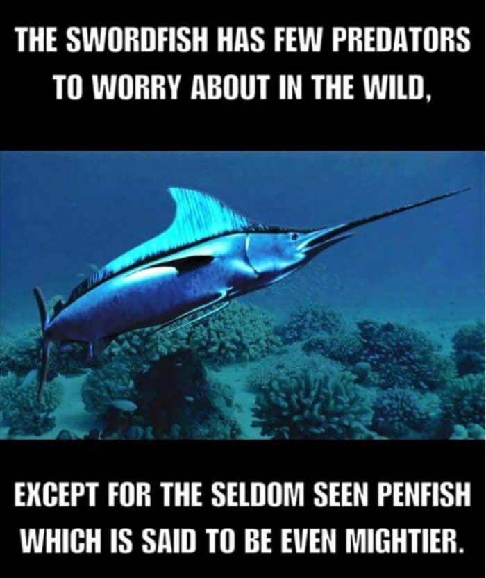 The swordfish has few predators to worry about in the wild, except for the seldom seen penfish which is said to be even mightier.