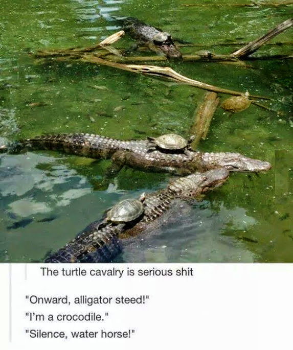 The turtle cavalry is serious sh*t.  Onward, alligator steed!  I’m a crocodile.  Silence, water horse!