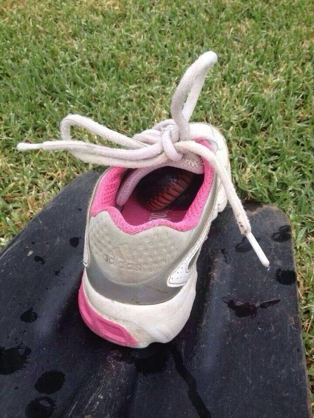 The importance of ALWAYS checking your shoes.