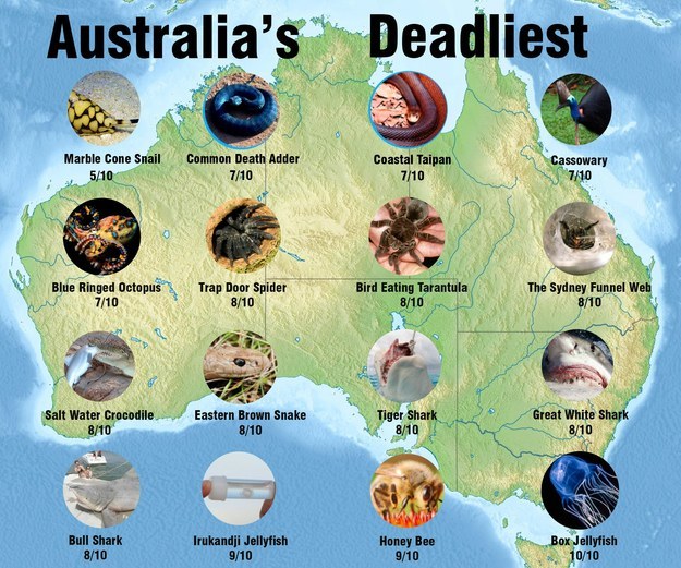 The impossible to ignore fact that Australia is home to some of the deadliest creatures on Earth.