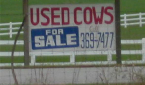 Used Cows for Sale