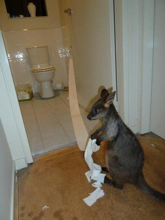 Wallabies playing with a rolls of toilet paper like cats.