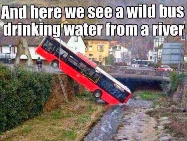 And here we see a wild bus drinking water from a river.