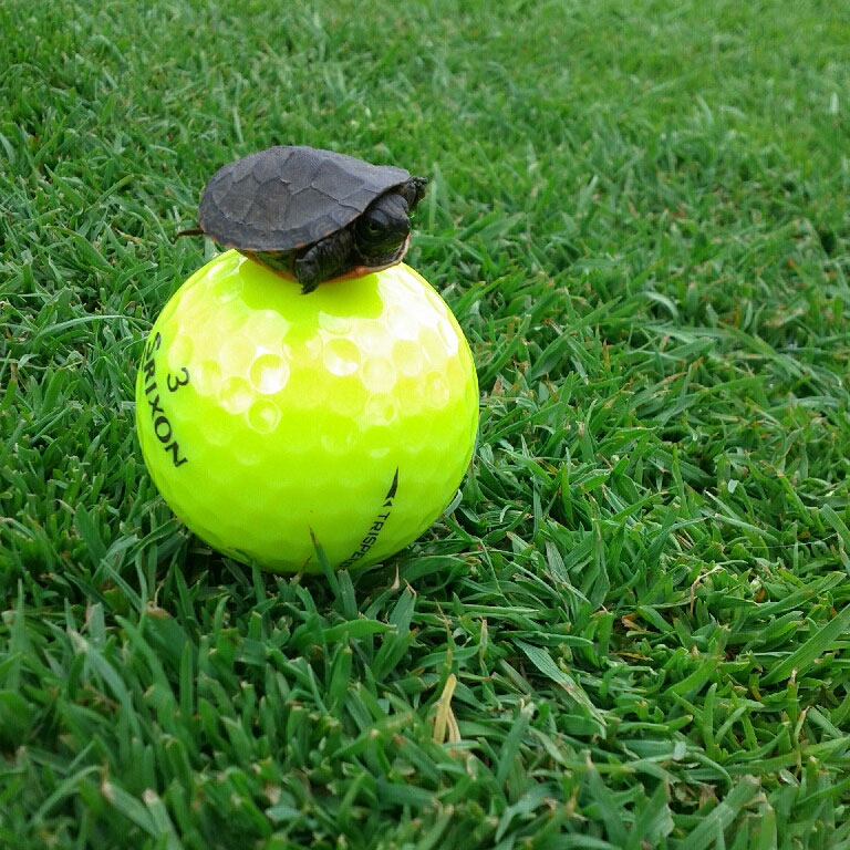 World’s largest golf ball. Gigantic turtle for scale.