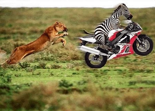 A zebra on a motorbike