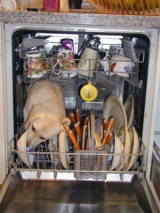 Puppy licking dishes in a Dishwasher