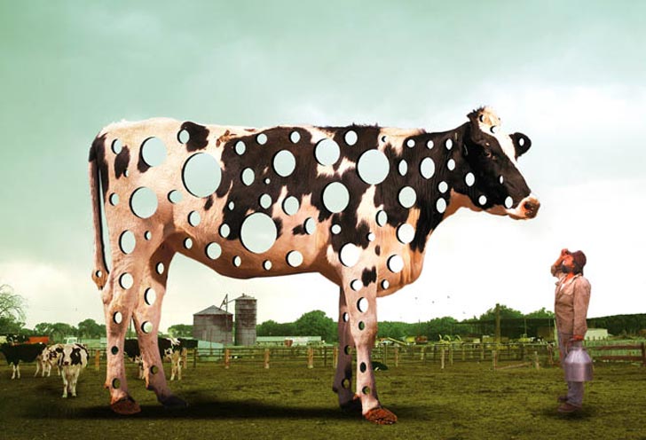 Holey Cow