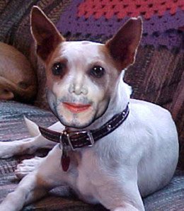 Michael Jackson's dog