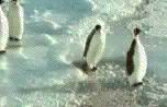 Penguin falling on ice