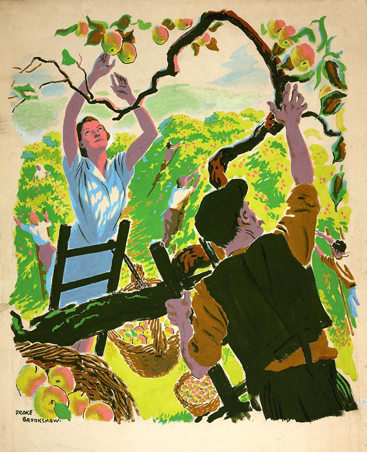 INF3 109 Food Production Apple picking Artist Drake Brookshaw